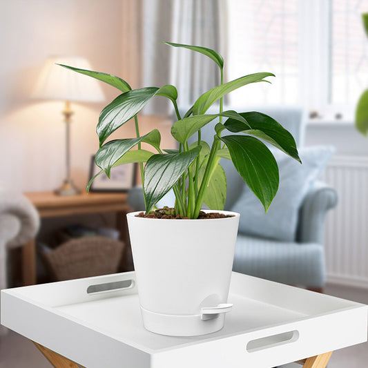 Self-watering Flower Pot